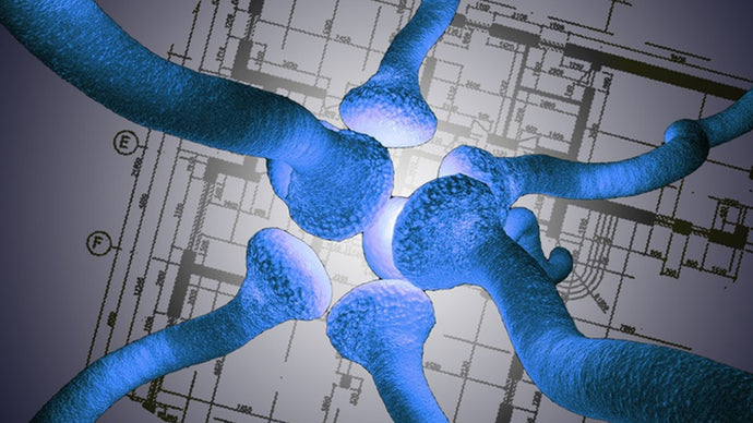 ALISA BAREMBOYM AND SEUNG-MIN LEE’S MEMORY PALACE