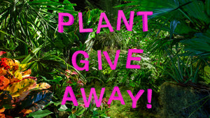 VISIONAIRE PRESENTS SUMMER IN WINTER BY LILY KWONG <br> Plant Giveaway!